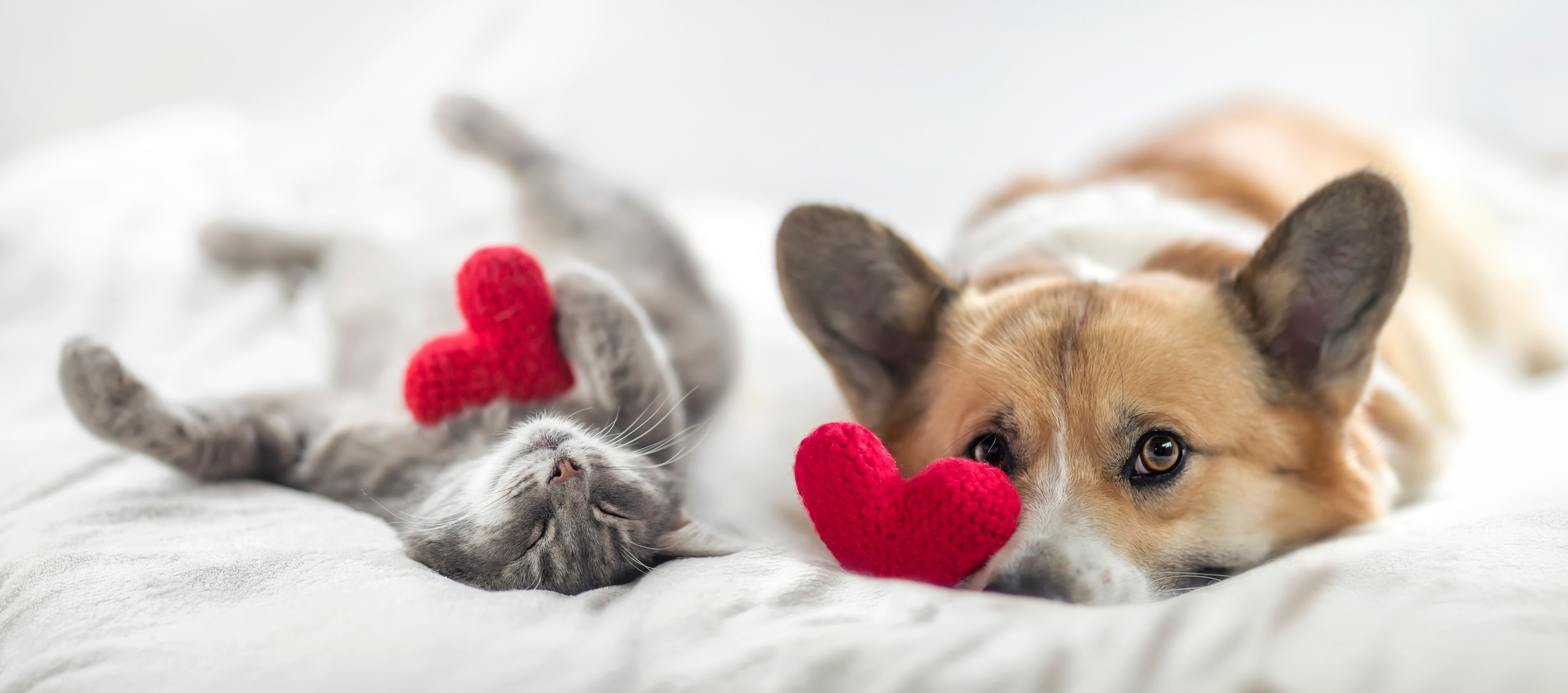 Furry Valentine: Spoil your pet with Love and Discounts.