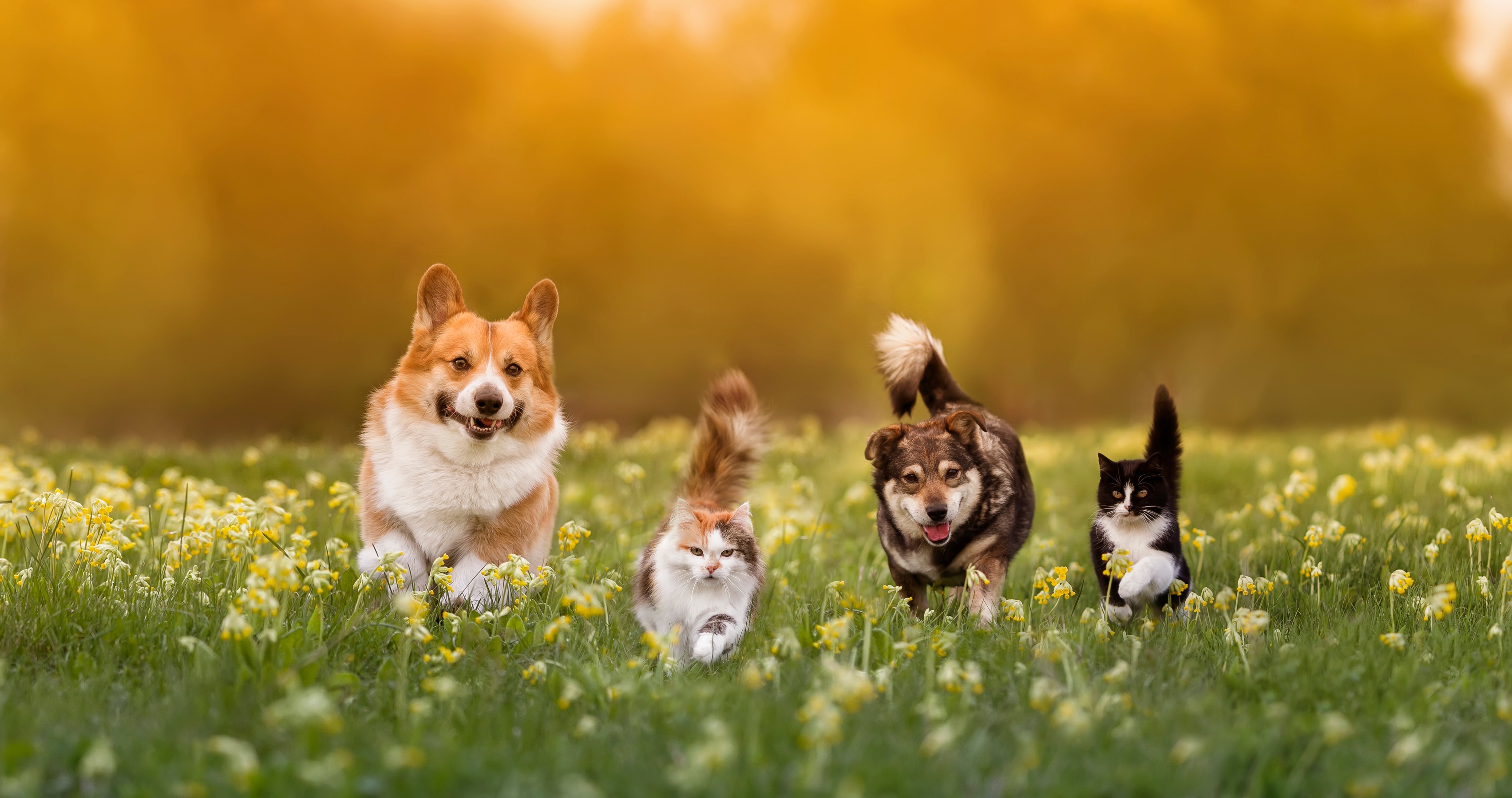 Pet Therapy: How Our Furry Friends Help Us De-Stress and Find Joy