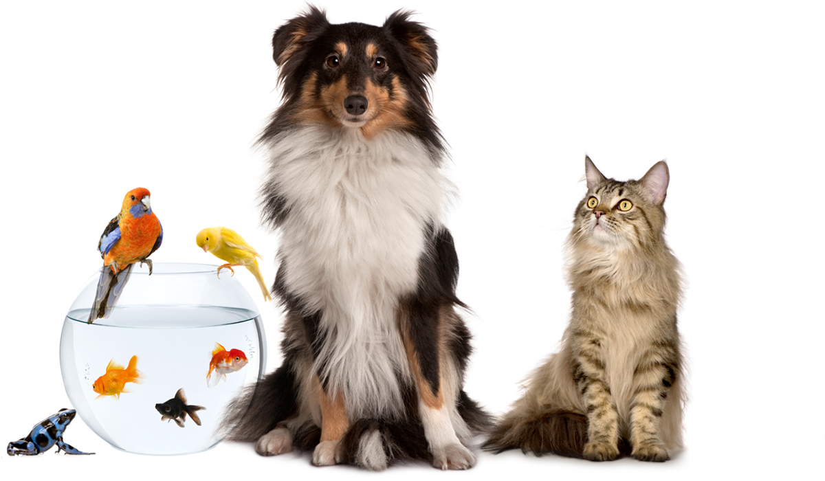 Get to know your perks: Pets Edition Note: Perks are subject to change, and some perks are tailored to your organization prior to launching.